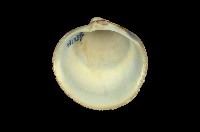 藏品(環文蛤)的圖片